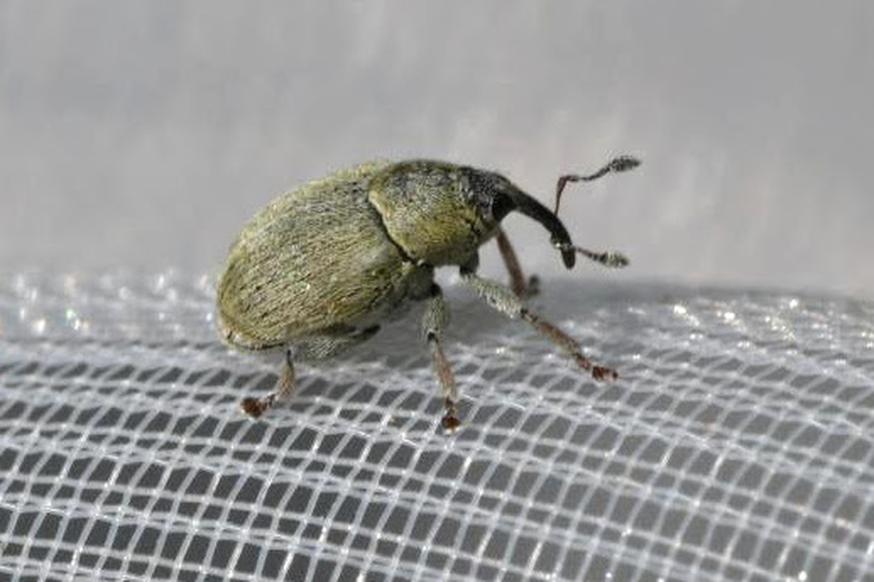 Sibinia tibialis - szikárhabszegfű-ormányos