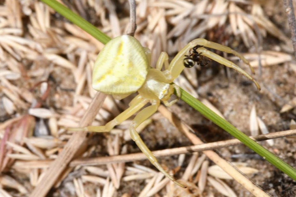 Synema globosum/ornatum