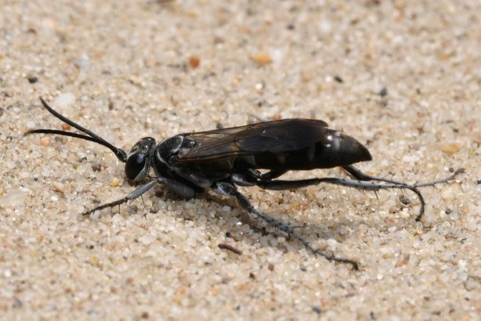 Episyron