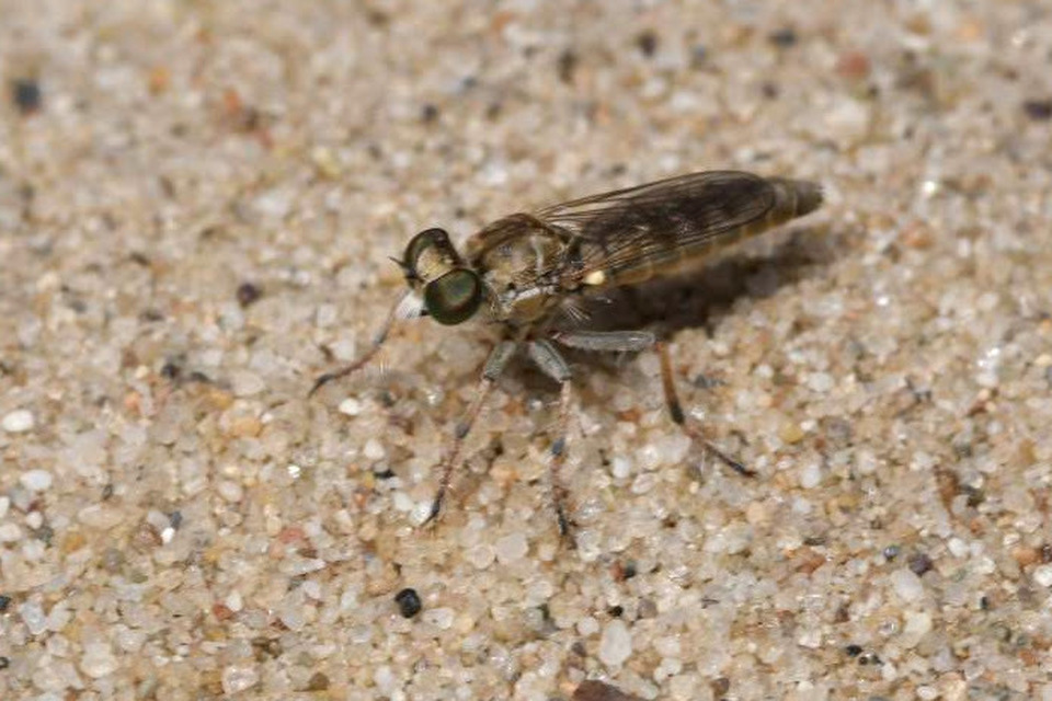 Stichopogon elegantulus