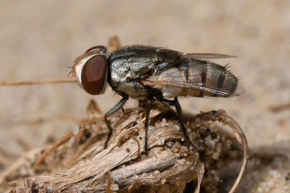 Sarcophagidae - húslégyfélék