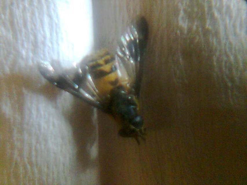 Chrysops