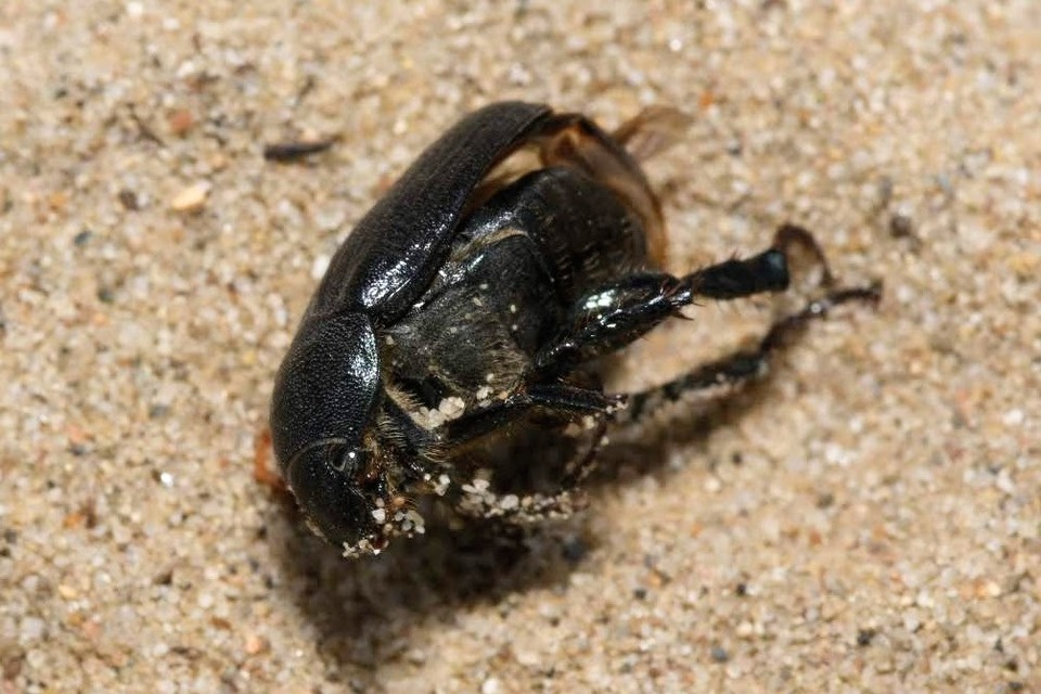 Anomala dubia - kis fináncbogár