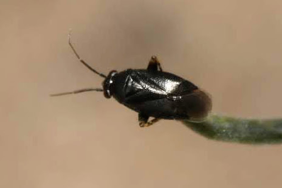 Chlamydatus pullus - sötétszürke törpepoloska
