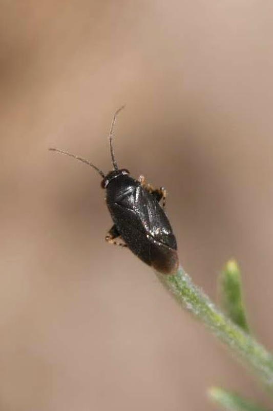 Chlamydatus pullus - sötétszürke törpepoloska