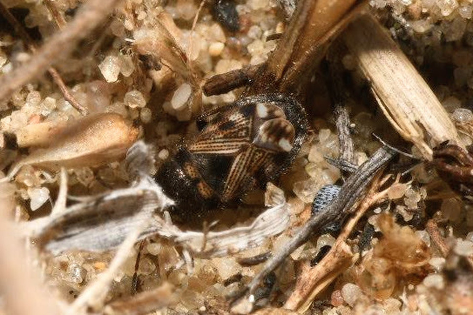 Pionosomus varius