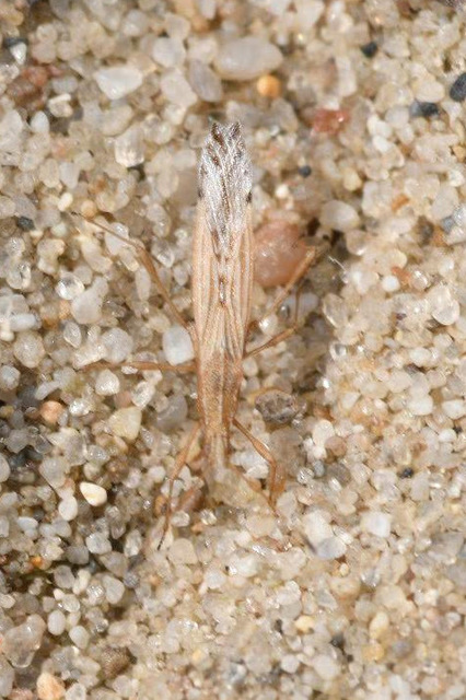 Berytinus