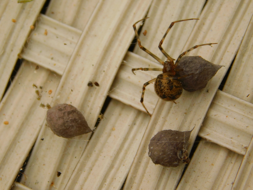 Parasteatoda tepidariorum - üvegházi törpepók