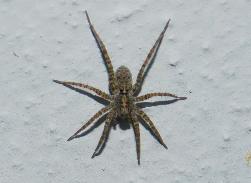 Pardosa