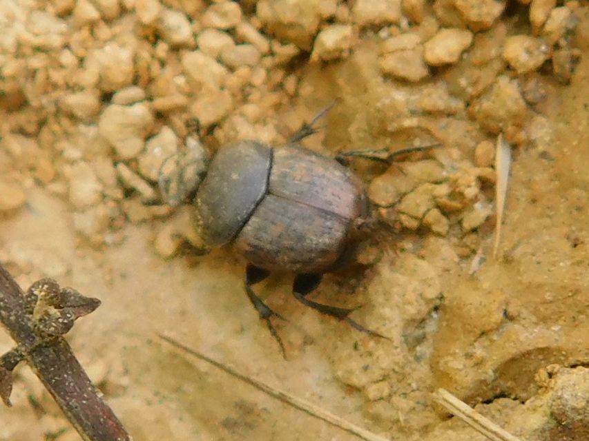 Onthophagus fracticornis - bronzos trágyatúró