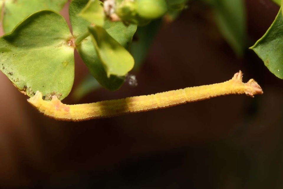 Hemithea aestivaria - nyír-zöldaraszoló