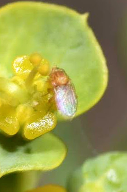 Chloropidae - gabonalegyek
