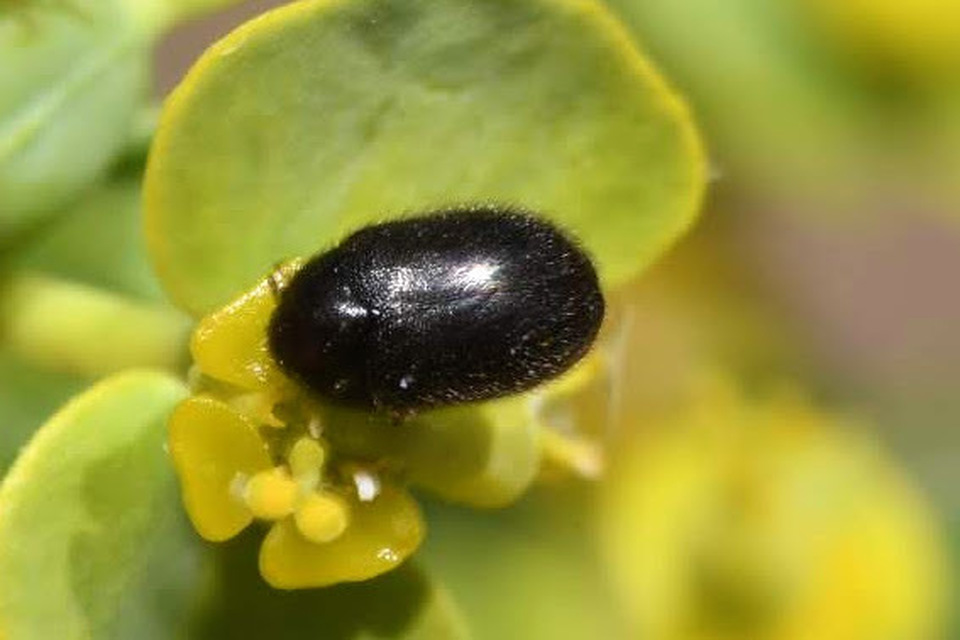 Phradonoma villosulum - pusztai porva