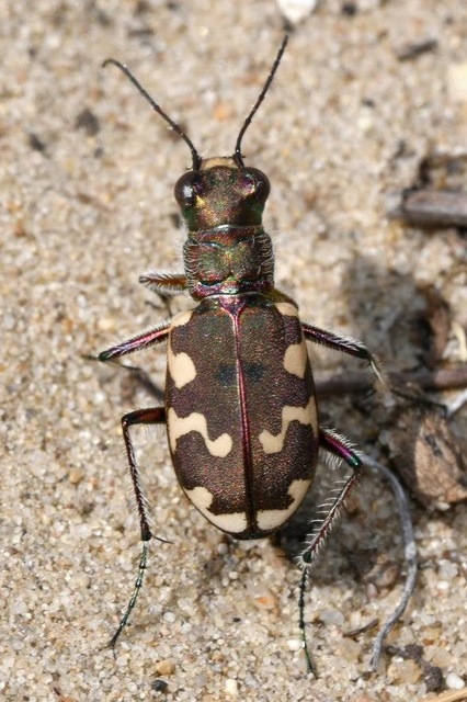 Cicindela hybrida - öves homokfutrinka