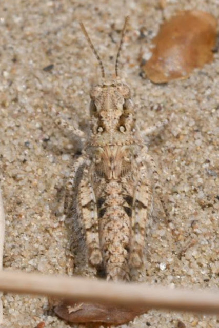 Acrotylus