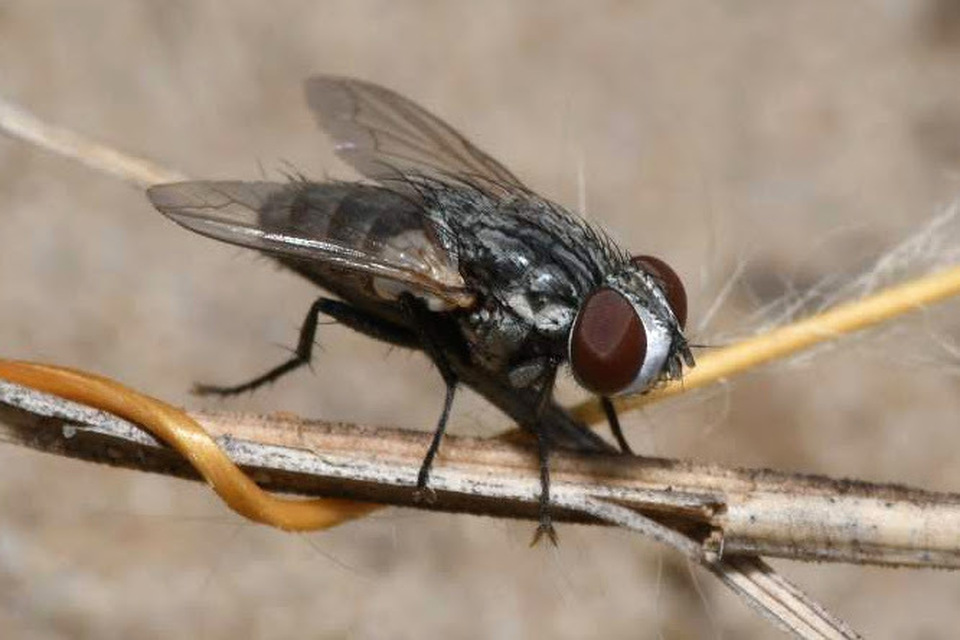 Sarcophagidae - húslégyfélék