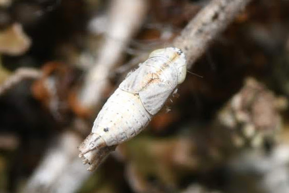 Doratura
