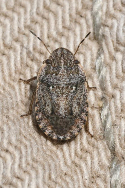 Sciocoris cursitans - közönséges laposfejű-poloska Sciocoris cursitans - közönséges laposfejű-poloska