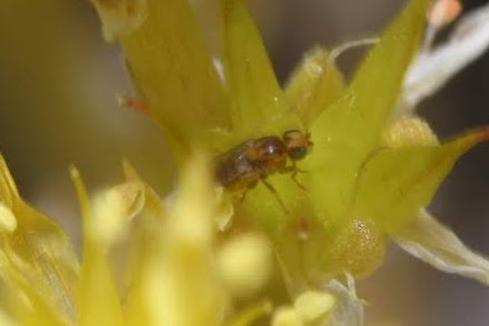 Chloropidae - gabonalegyek