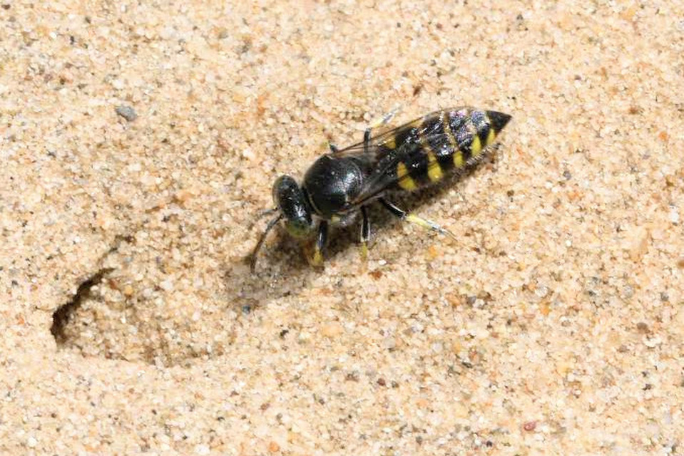 Bembecinus tridens