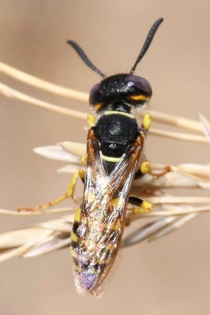 Philanthus triangulum - közönséges méhfarkas