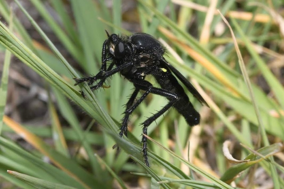 Dasypogon