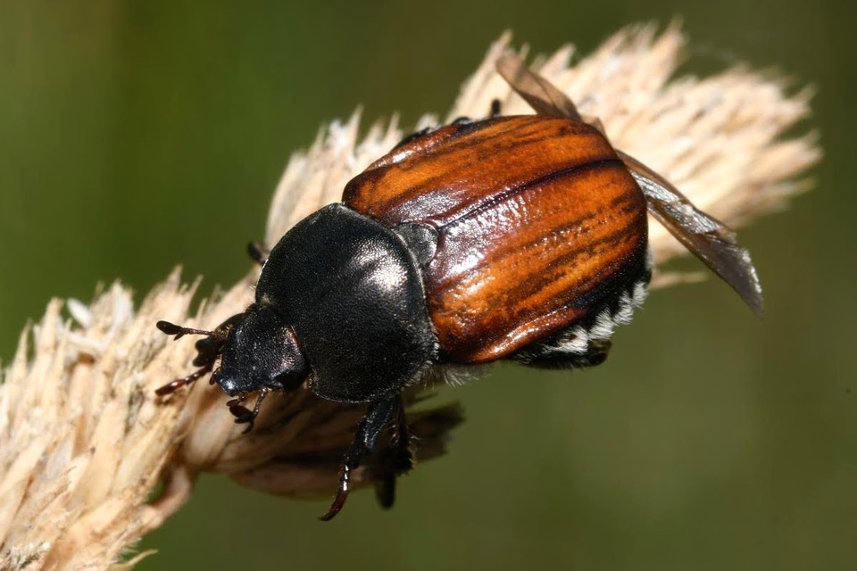 Anisoplia lata - széles szipoly Anisoplia lata - széles szipoly