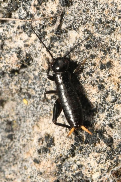 Gryllus campestris - mezei tücsök
