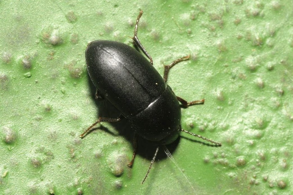 Crypticus quisquilius - fürge gyászbogár