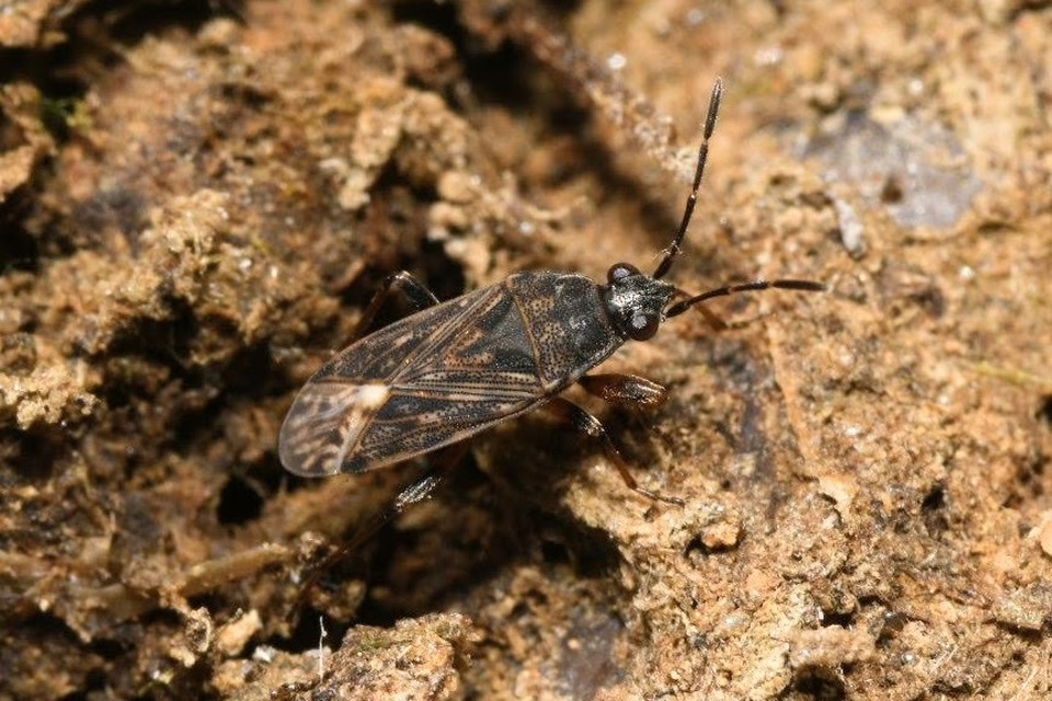 Peritrechus nubilus - homoki feketésbodobács