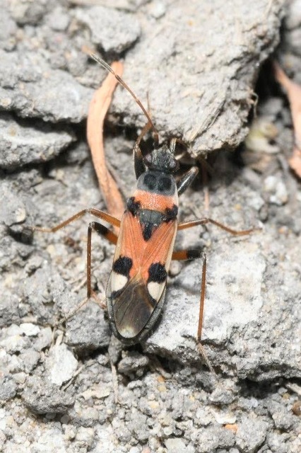 Beosus quadripunctatus - pettyes homokibodobács