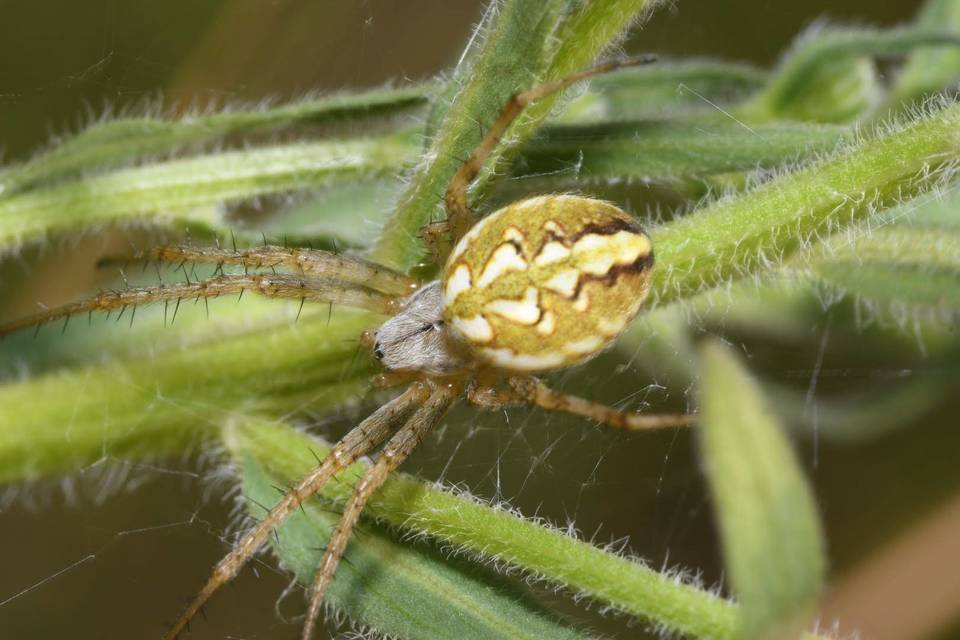 Neoscona adianta - kökény keresztespók