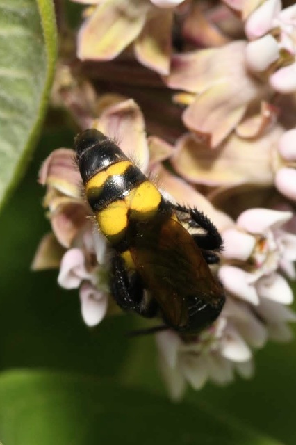 Scolia fusciformis - mediterrán tőrösdarázs