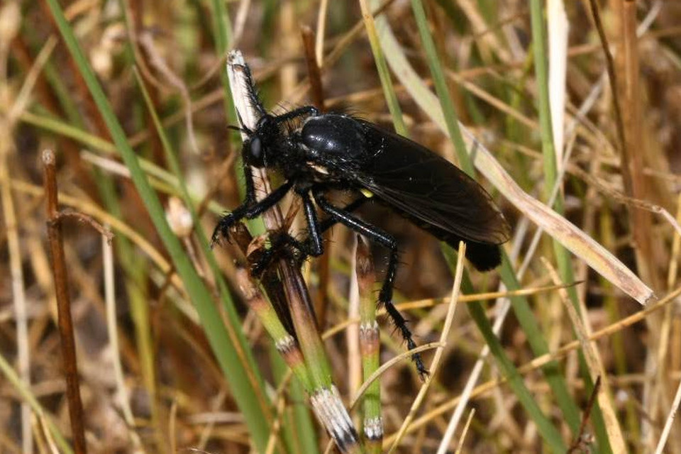 Dasypogon