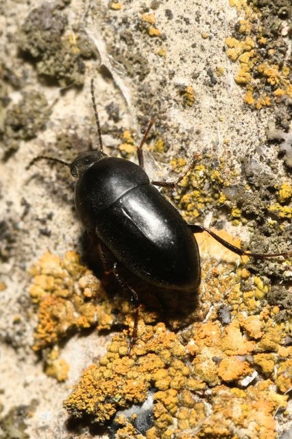 Crypticus quisquilius - fürge gyászbogár