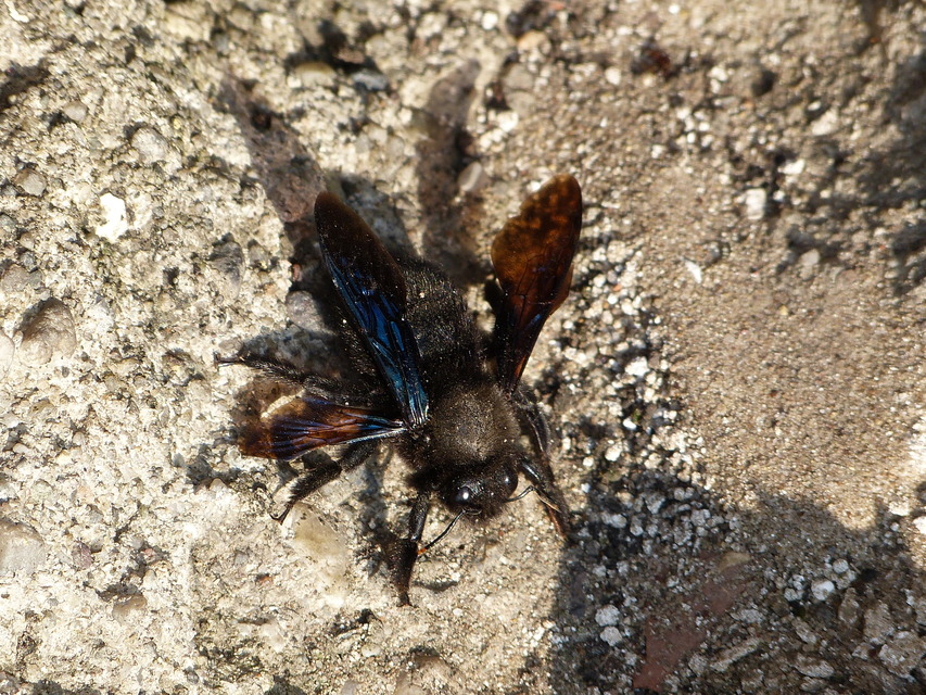 Xylocopa violacea - kék fadongó
