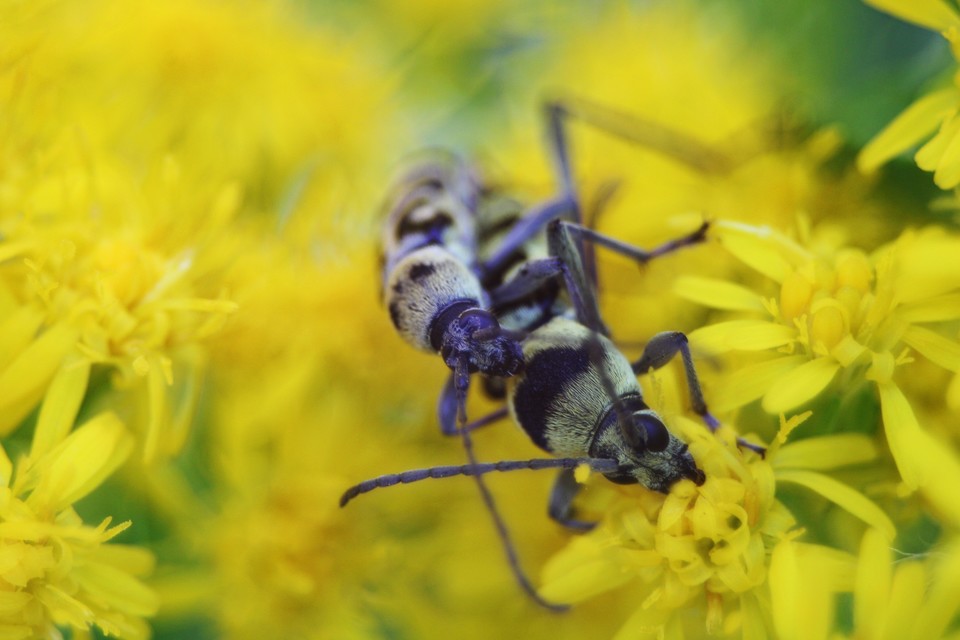 Chlorophorus varius - díszes darázscincér