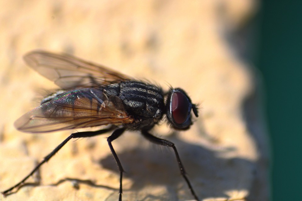 Musca domestica - házi légy