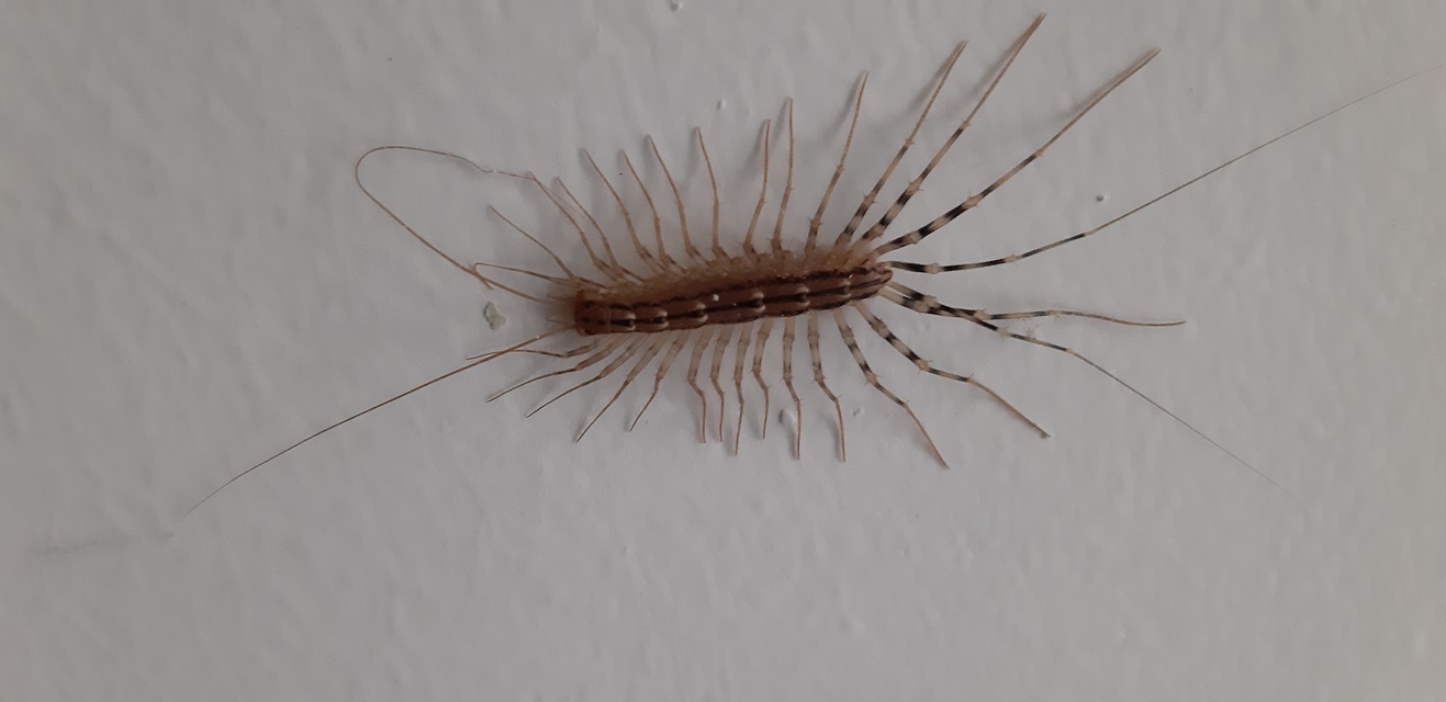Scutigera coleoptrata - légyölő pókszázlábú