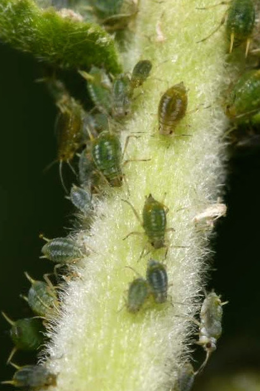 Aphis farinosa