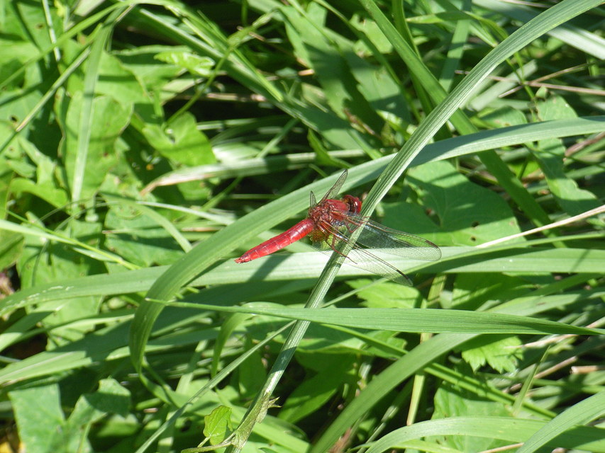 Crocothemis erythraea - skarlát szitakötő