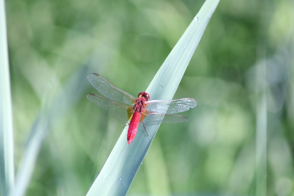 Crocothemis erythraea - skarlát szitakötő