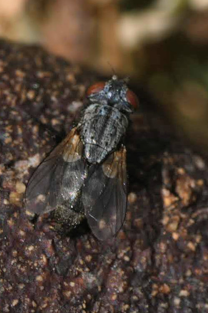 Sarcophila