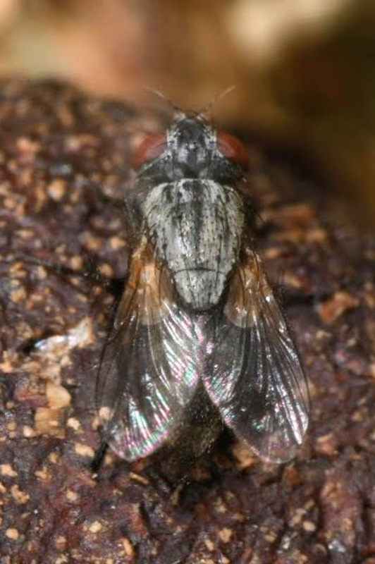 Sarcophila