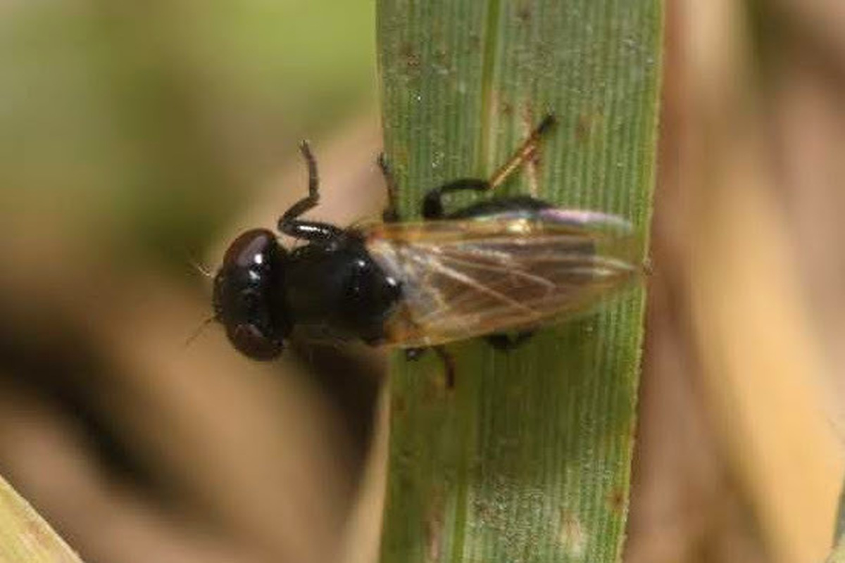 Ulidia nigripennis