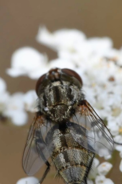 Sarcophagidae - húslégyfélék