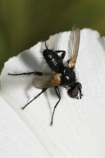 Phania funesta