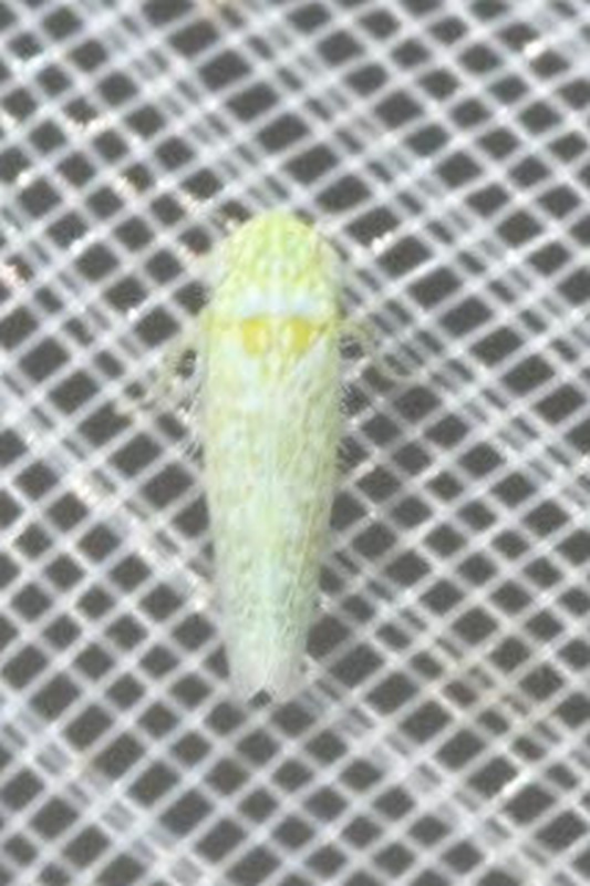 Eremochlorita hungarica