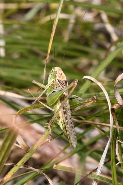 Platycleis affinis - púposhasú rétiszöcske