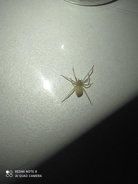 Cheiracanthium mildei - sárga dajkapók